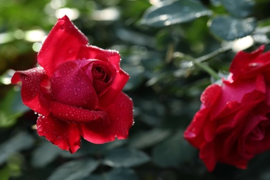 Photo of Beautiful blooming rose in garden on sunny day, space for text