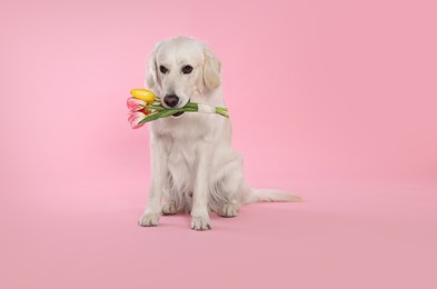 Cute Labrador Retriever with beautiful tulip flowers on pink background