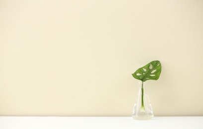 Conical flask with plant on table against color background, space for text. Chemistry laboratory research