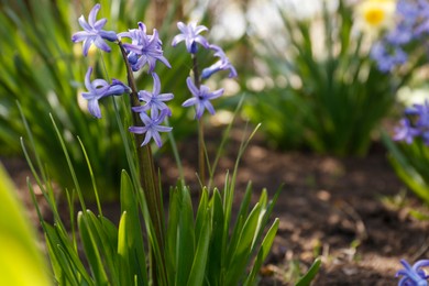 Photo of Beautiful lilac hyacinth flowers in garden on spring day. Space for text