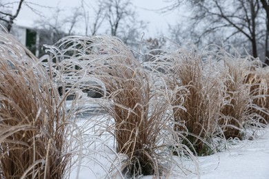 Photo of Dry plants in ice glaze outdoors on winter day