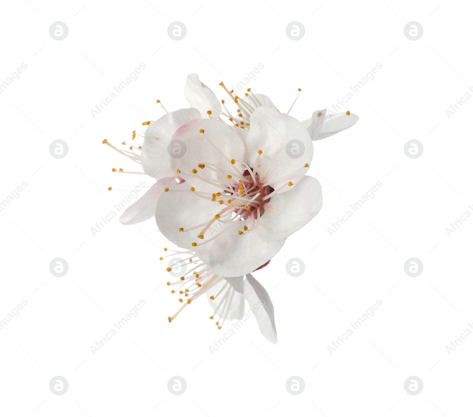 Photo of Beautiful fresh spring flowers on white background