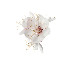 Photo of Beautiful fresh spring flowers on white background