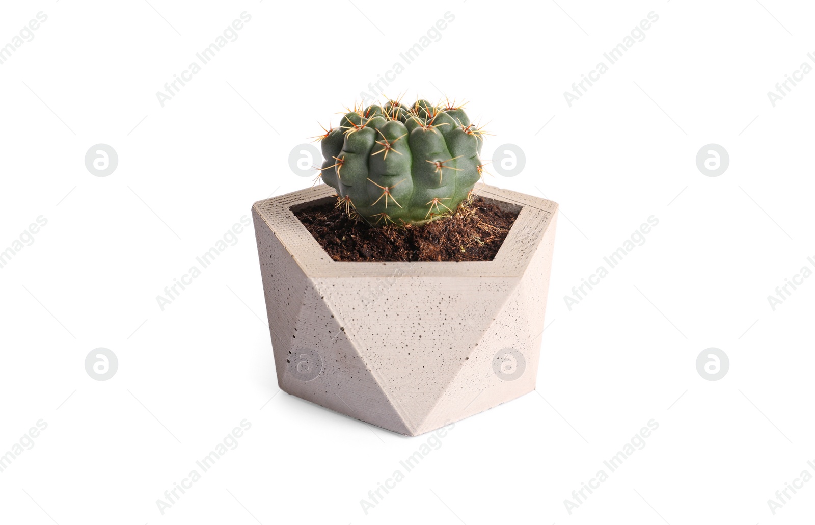 Photo of Beautiful succulent plant in stylish flowerpot isolated on white. Home decor