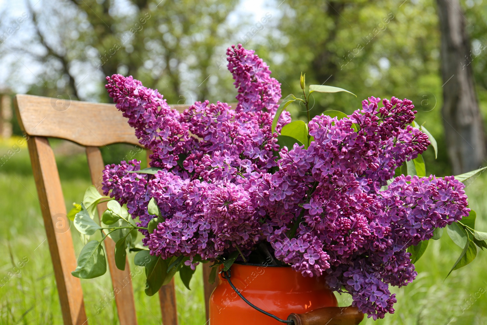 Photo of Beautiful lilac flowers in milk can outdoors