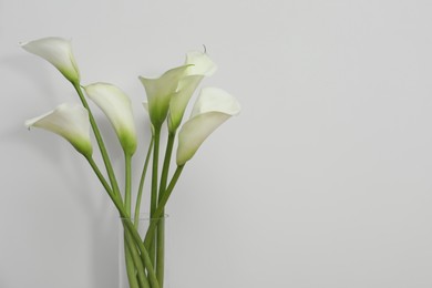 Photo of Beautiful calla lily flowers in glass vase on white background. Space for text