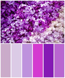 Image of Color palette appropriate to photo of beautiful blossoming lilac flowers as background, top view