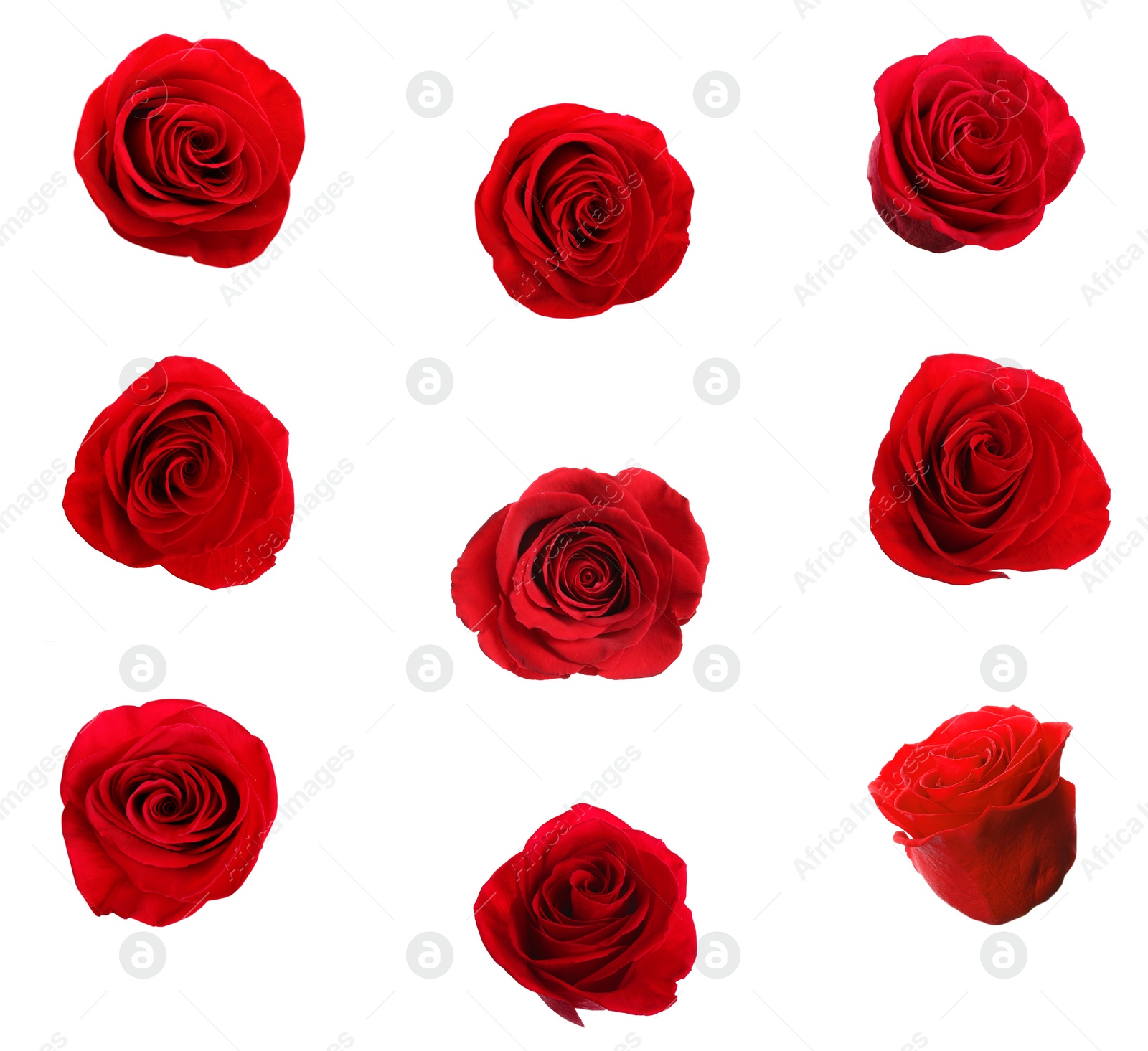 Image of Set of beautiful red roses on white background