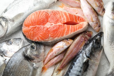 Fresh fish and seafood on ice, closeup