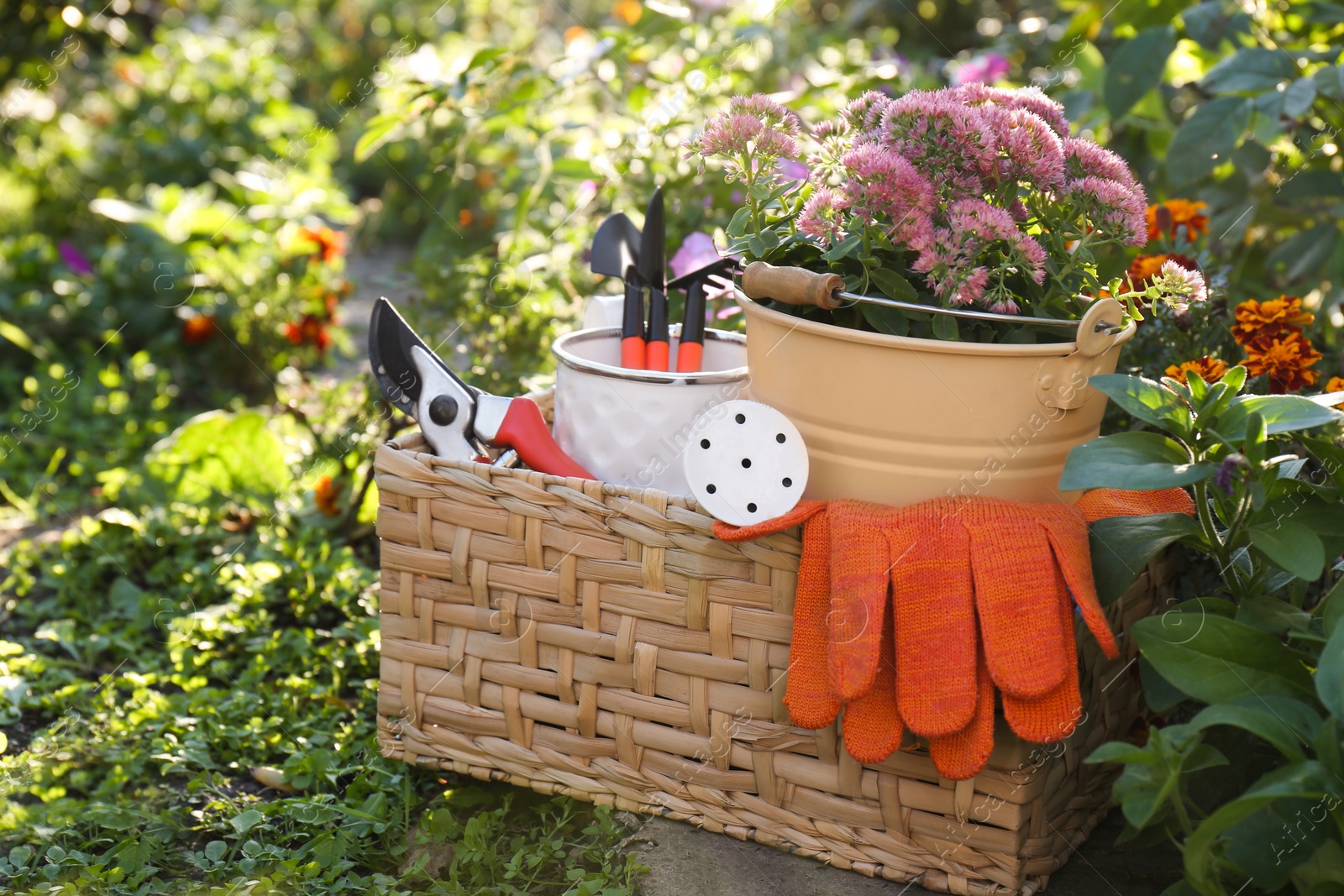 Photo of Basket with watering can, gardening tools and rubber gloves in garden