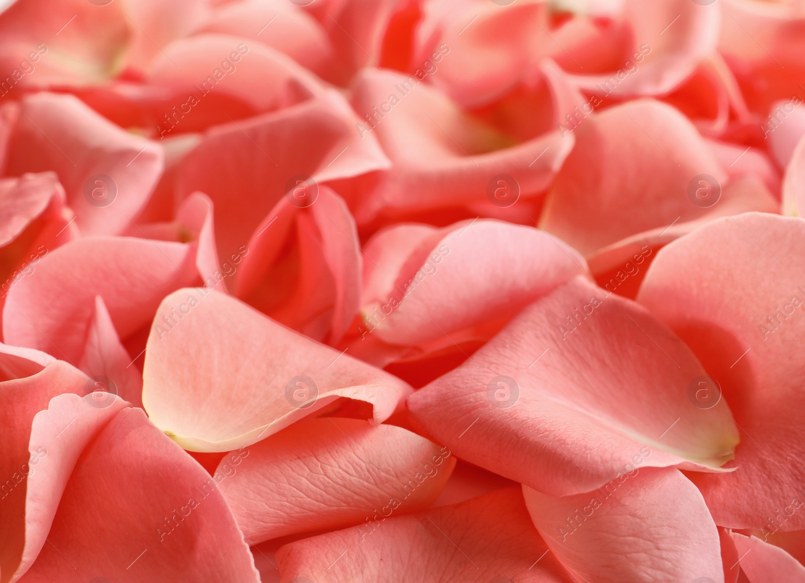 Photo of Beautiful rose petals as background