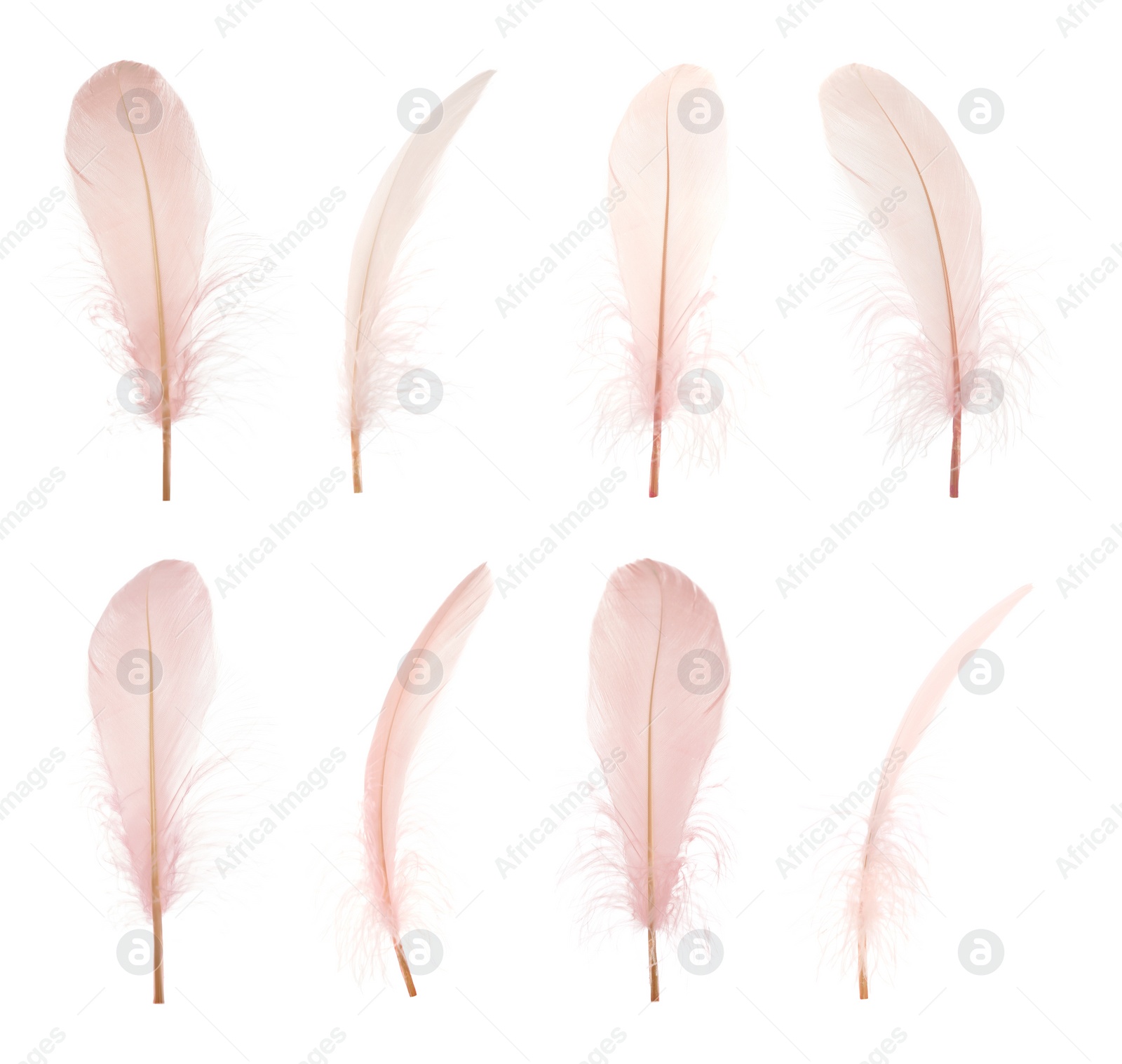 Image of Beautiful beige feathers isolated on white, set