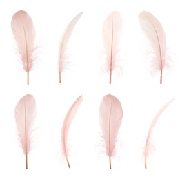 Image of Beautiful beige feathers isolated on white, set