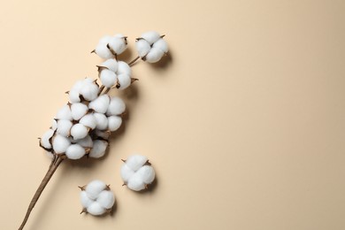 Beautiful cotton branch with fluffy flowers on beige background, flat lay. Space for text