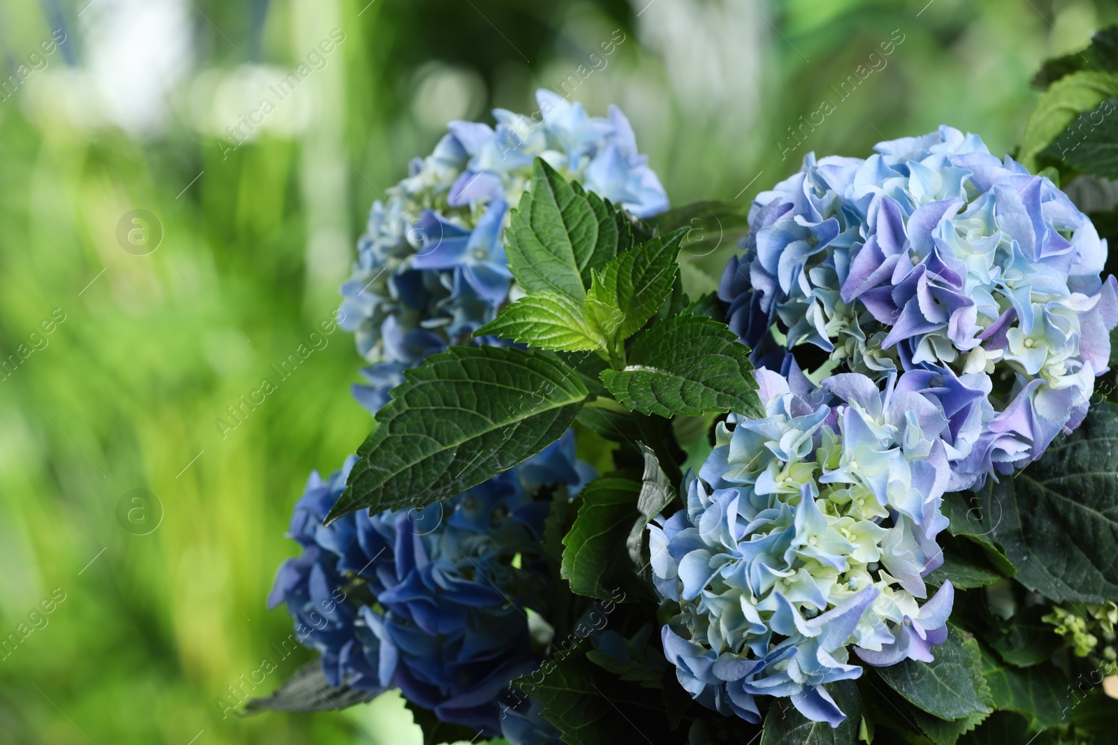 Photo of Beautiful hortensia plant with light blue flowers outdoors,  closeup