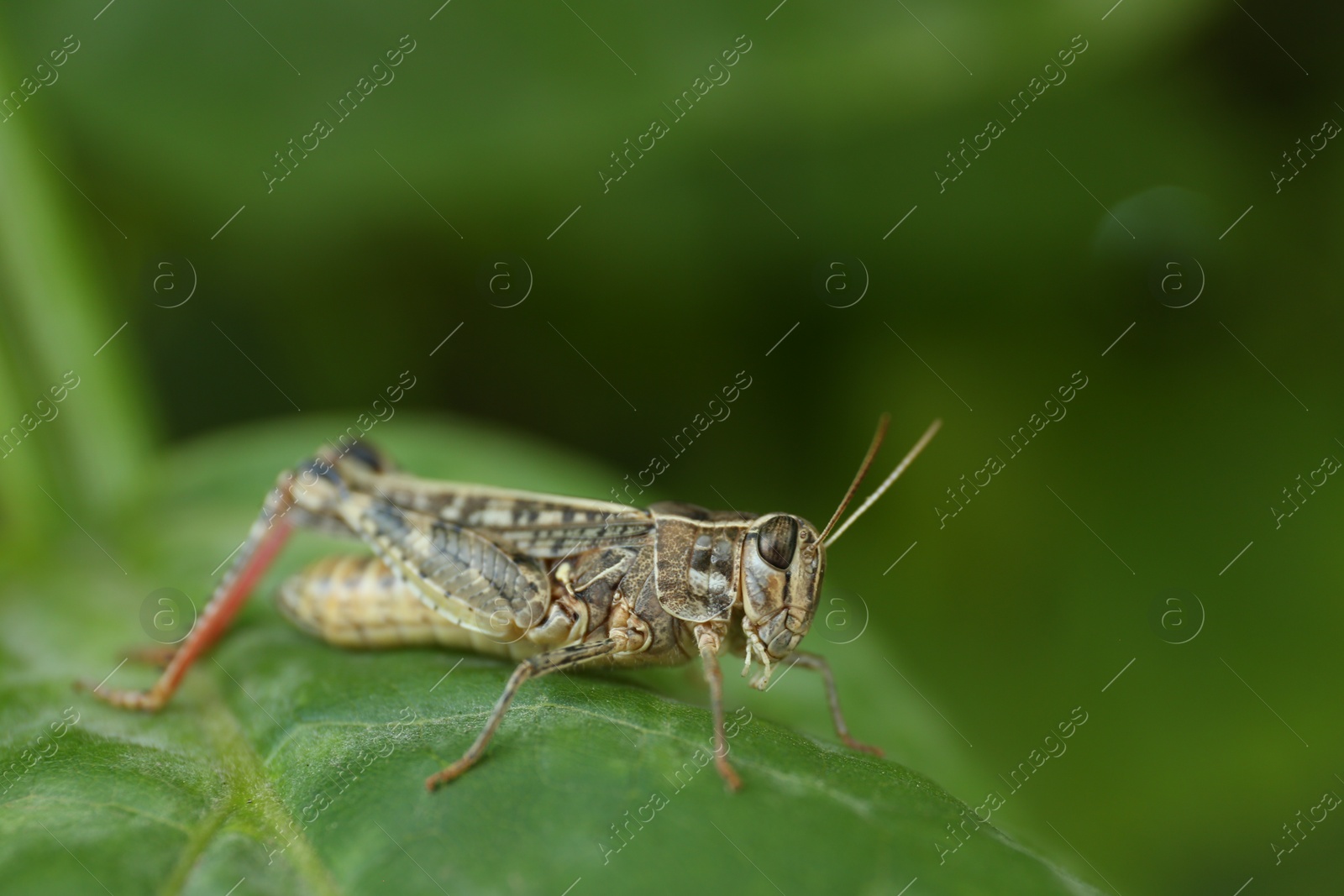 Photo of Common grasshopper on green leaf outdoors. Wild insect