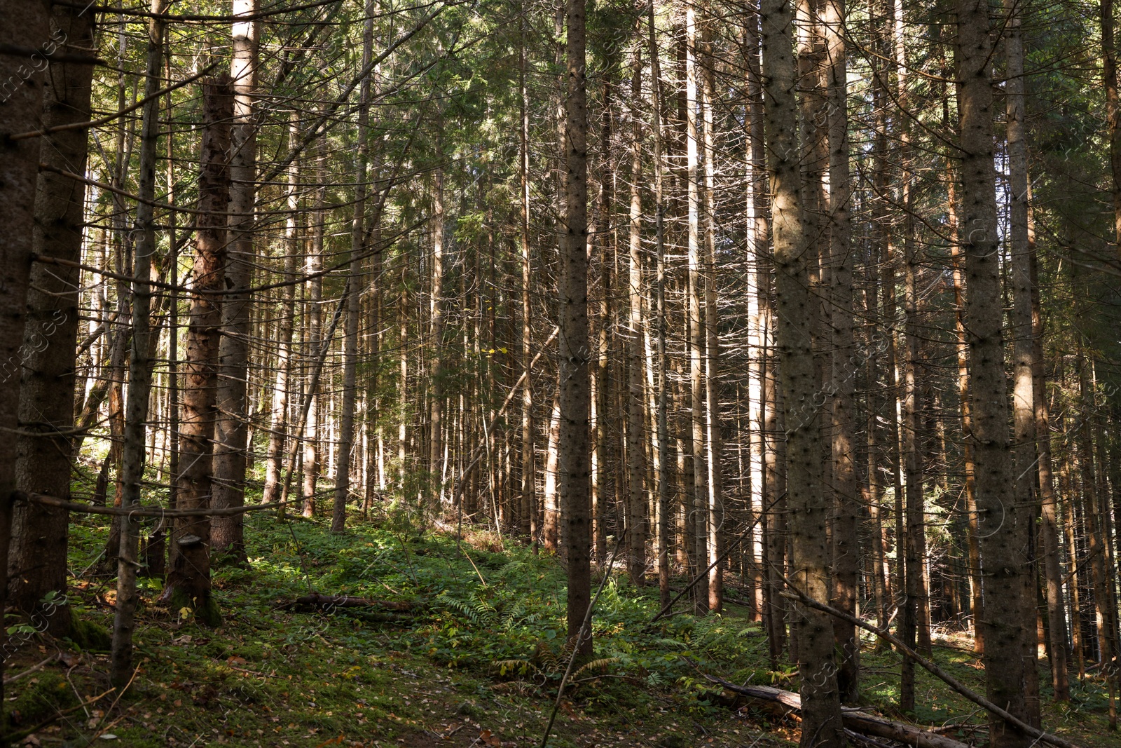 Photo of Picturesque view of beautiful coniferous forest on sunny day