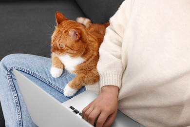 Photo of Woman working with laptop at home, closeup. Cute cat sitting on sofa near owner