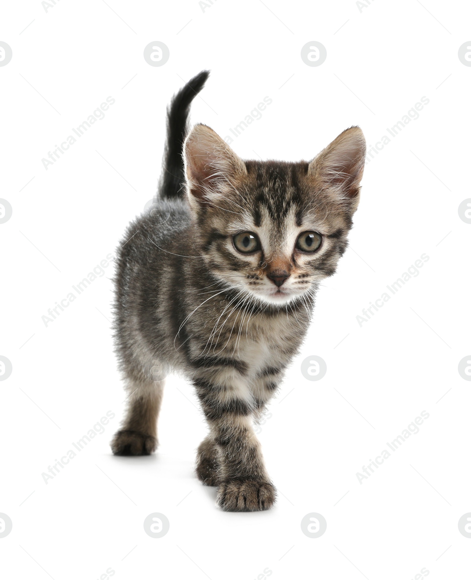 Photo of Cute little tabby kitten on white background