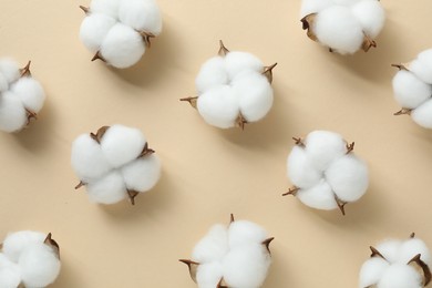 Fluffy cotton flowers on beige background, flat lay
