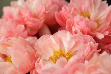 Photo of Many beautiful pink peony flowers, closeup view