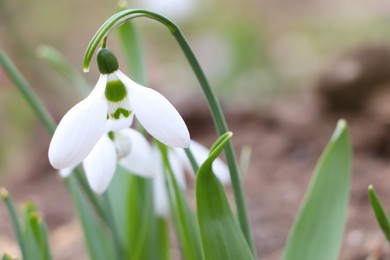 Photo of Beautiful snowdrops blooming in field. First spring flowers