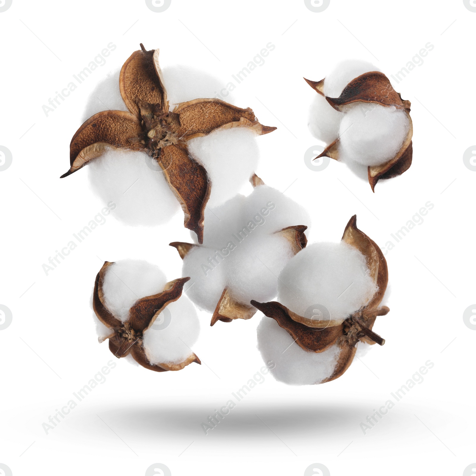 Image of Beautiful cotton flowers falling on white background