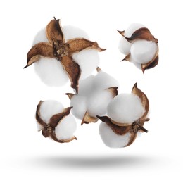 Image of Beautiful cotton flowers falling on white background