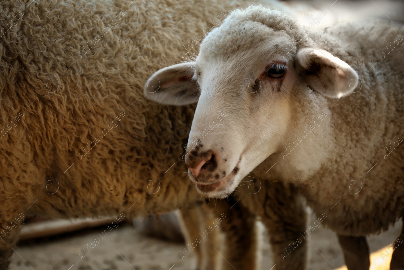 Photo of Cute funny sheep on farm, closeup. Animal husbandry