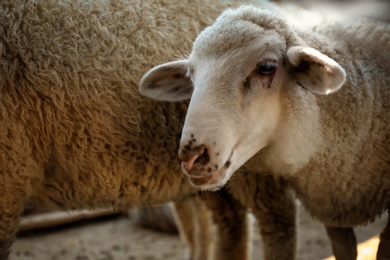 Photo of Cute funny sheep on farm, closeup. Animal husbandry