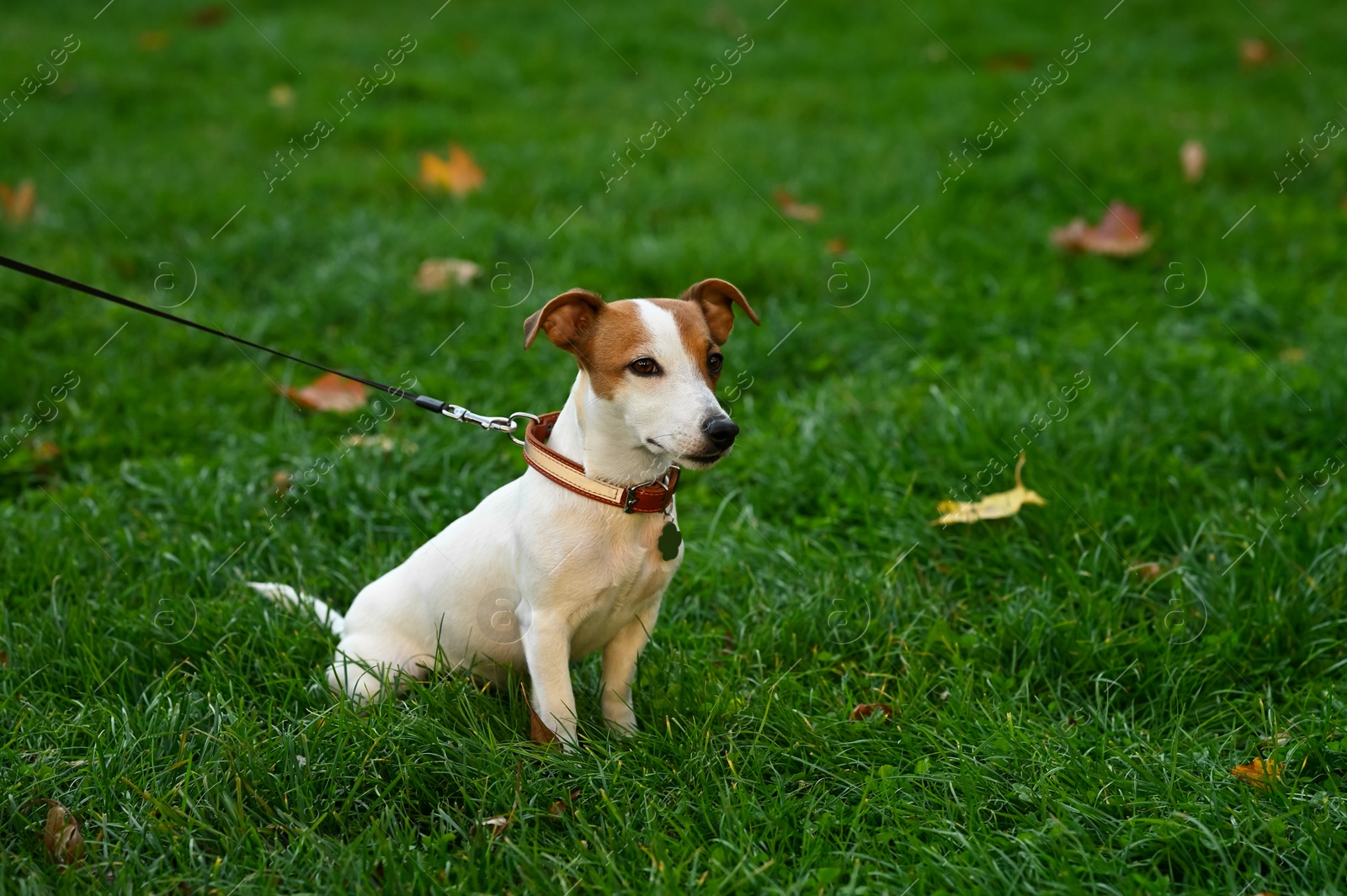 Photo of Adorable Jack Russell Terrier on green grass. Dog walking