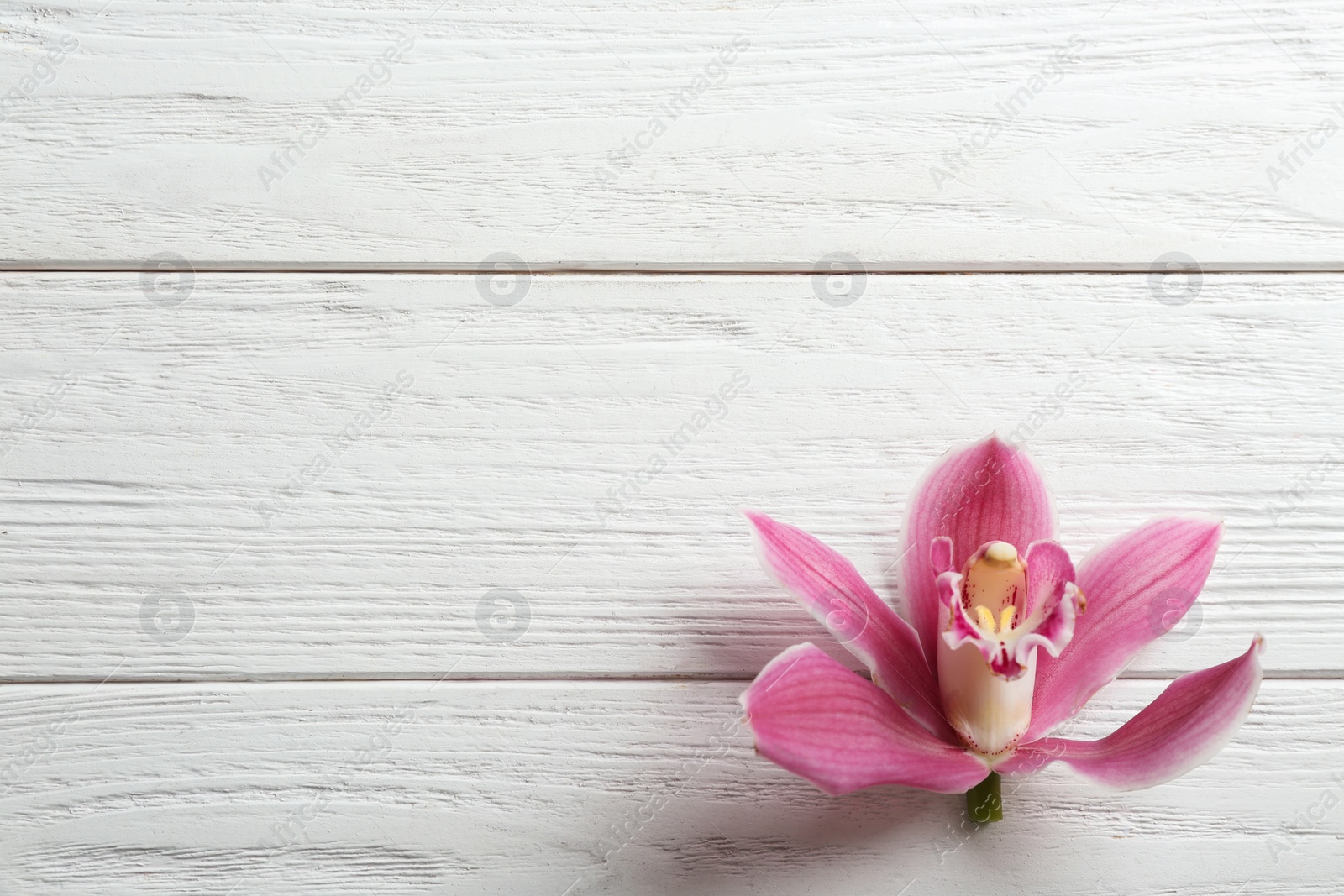 Photo of Beautiful tropical orchid flower on white wooden background, top view. Space for text