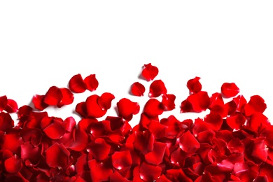 Red rose petals on white background, top view