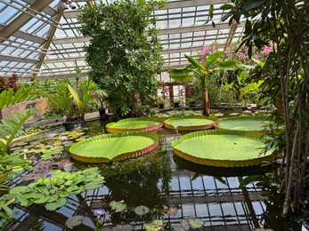 Photo of Pond with Queen Victoria water lilies in botanical garden