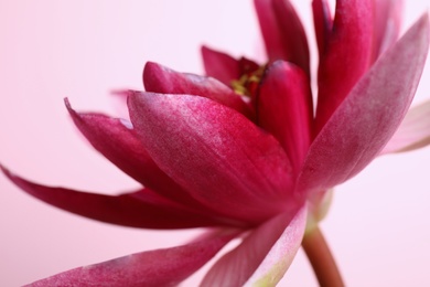 Photo of Beautiful blooming lotus flower on light pink background, closeup