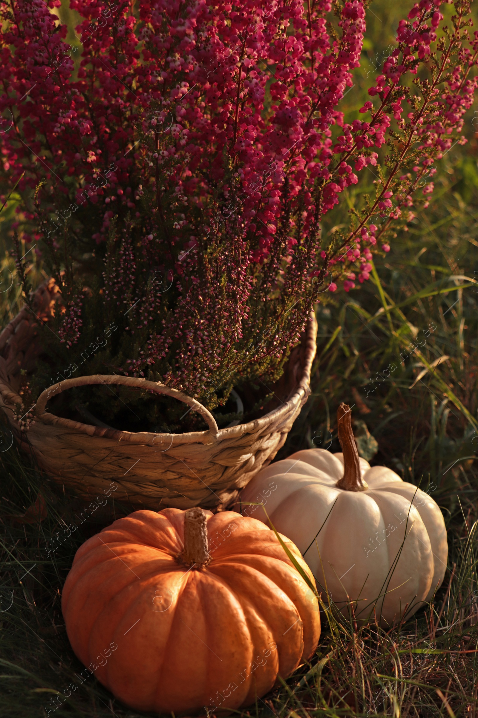 Photo of Wicker basket with beautiful heather flowers and pumpkins on green grass outdoors