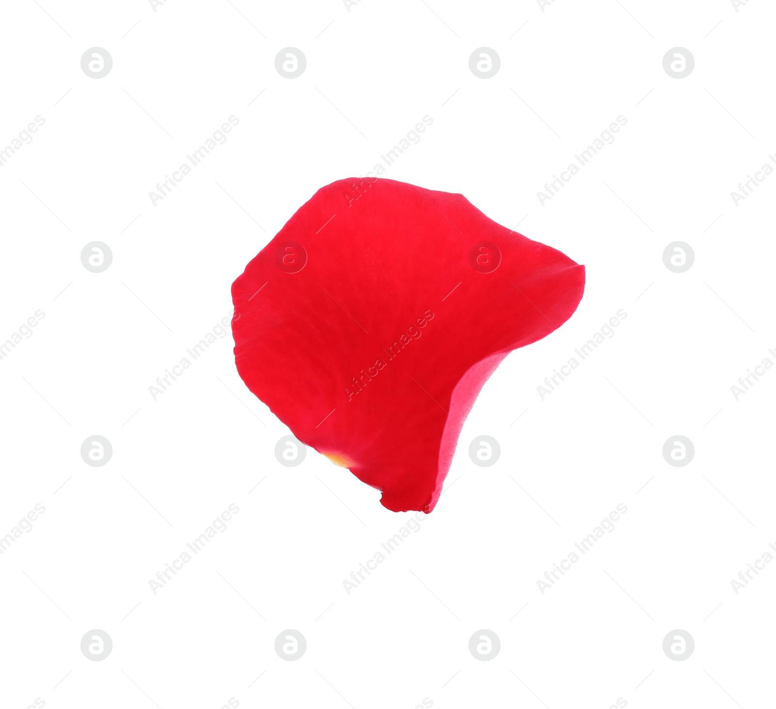 Photo of Tender red rose petal isolated on white