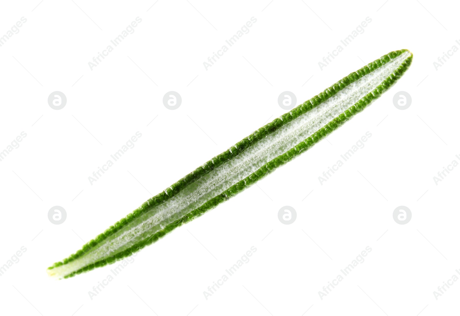 Photo of Fresh green rosemary leaf on white background