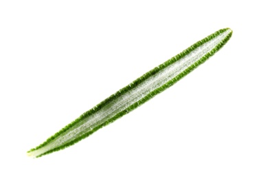 Photo of Fresh green rosemary leaf on white background