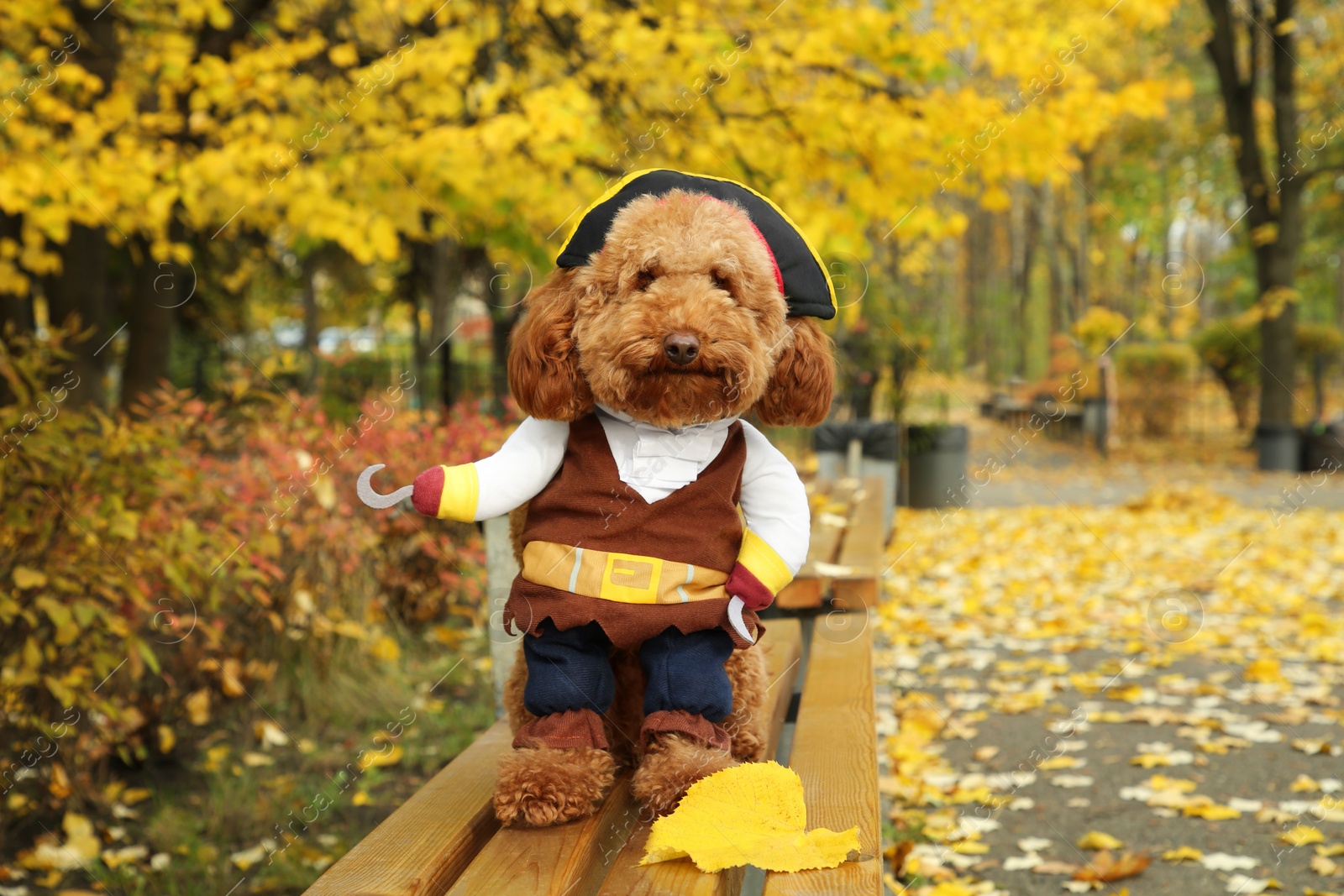 Photo of Cute dog in pirate costume on wooden bench in autumn park