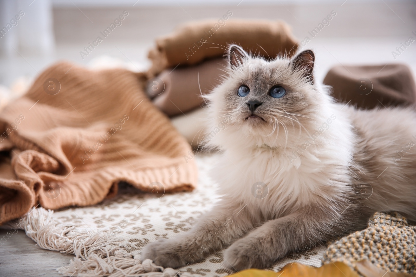 Photo of Cute cat lying on floor at home. Warm and cozy winter