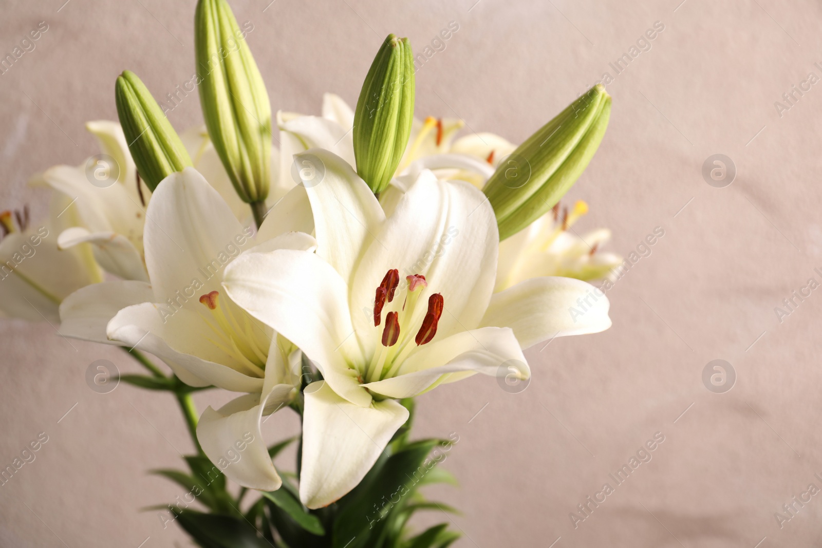 Photo of Beautiful blooming lily flowers on color background