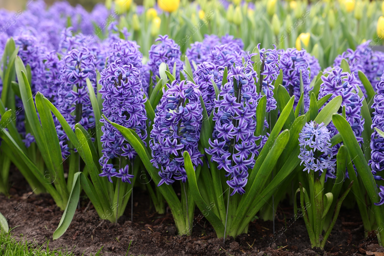 Photo of Beautiful blue hyacinth flowers growing outdoors, closeup