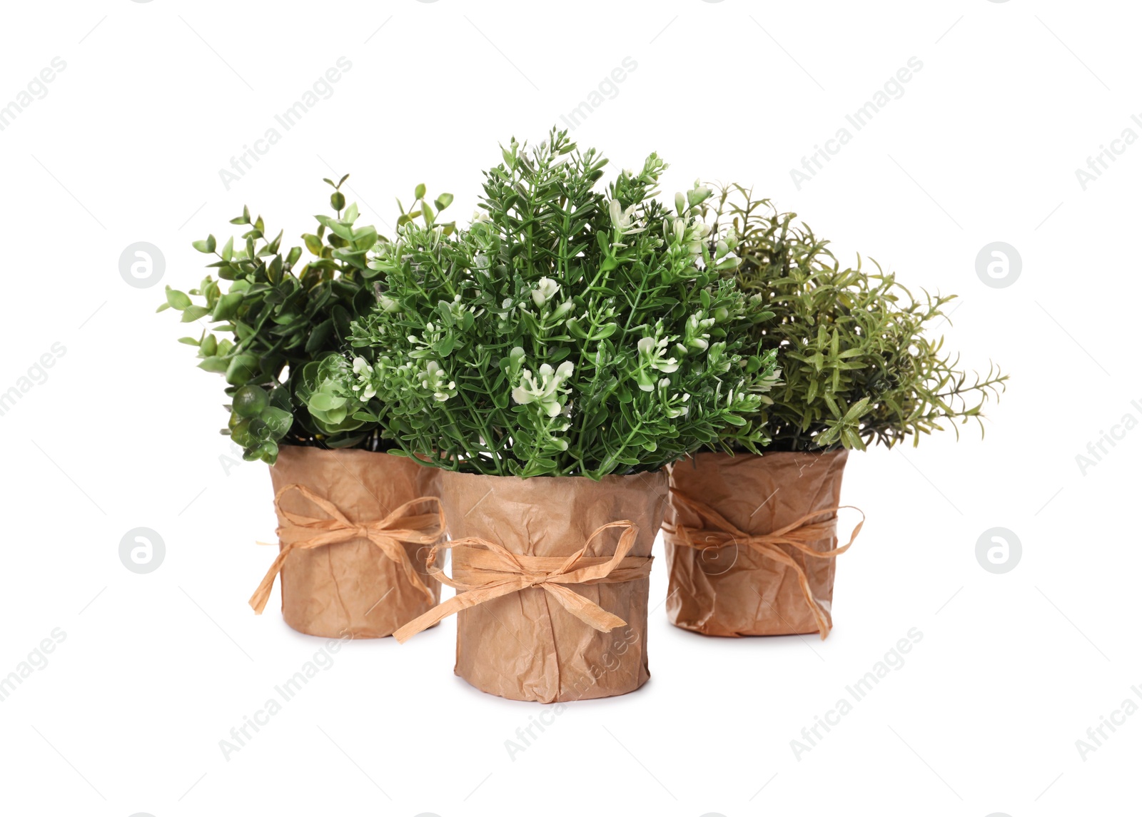 Photo of Artificial potted herbs on white background. Home decor