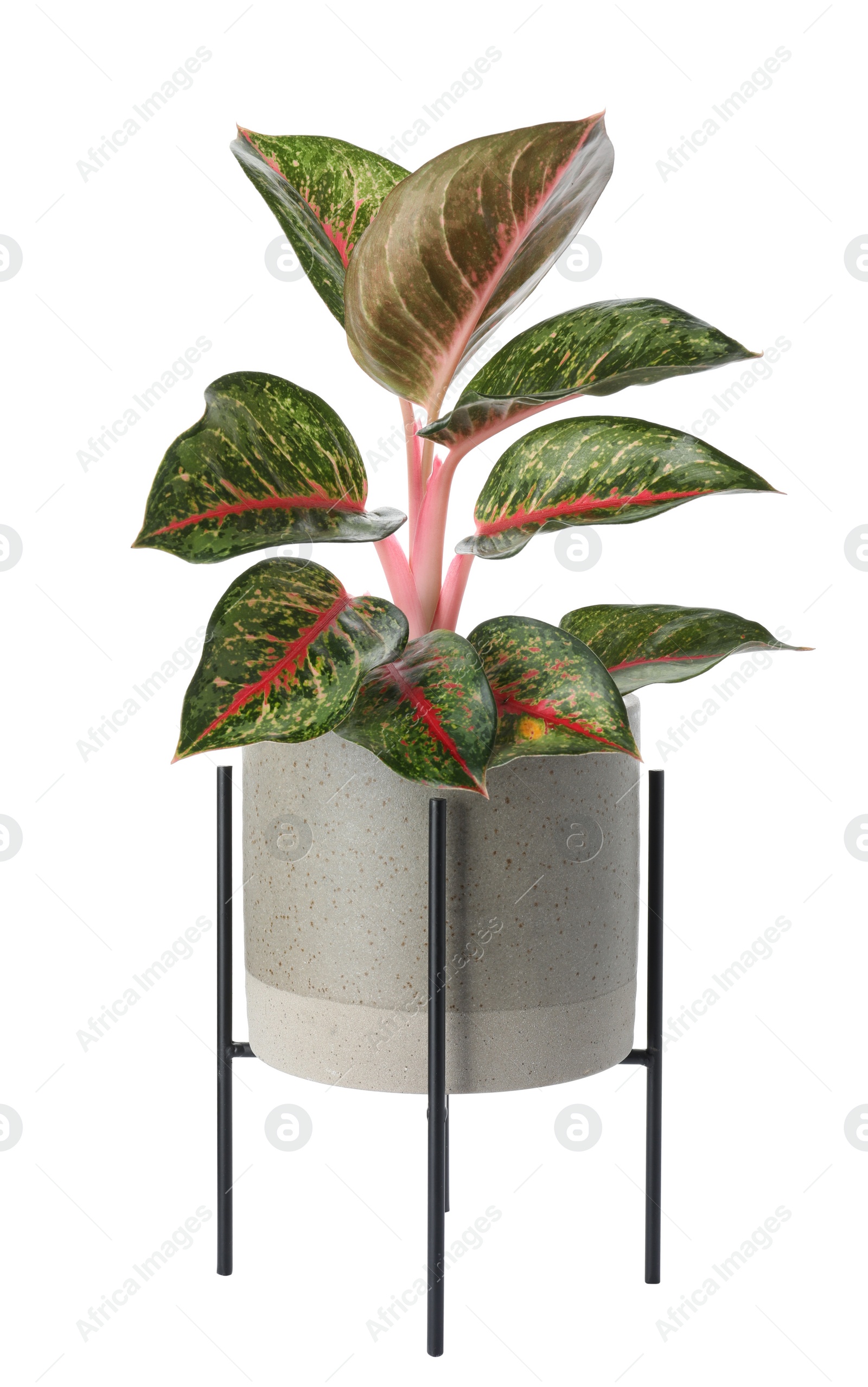 Photo of Beautiful Aglaonema plant in flowerpot isolated on white. House decor