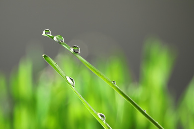 Photo of Water drops on grass blades against blurred background, closeup