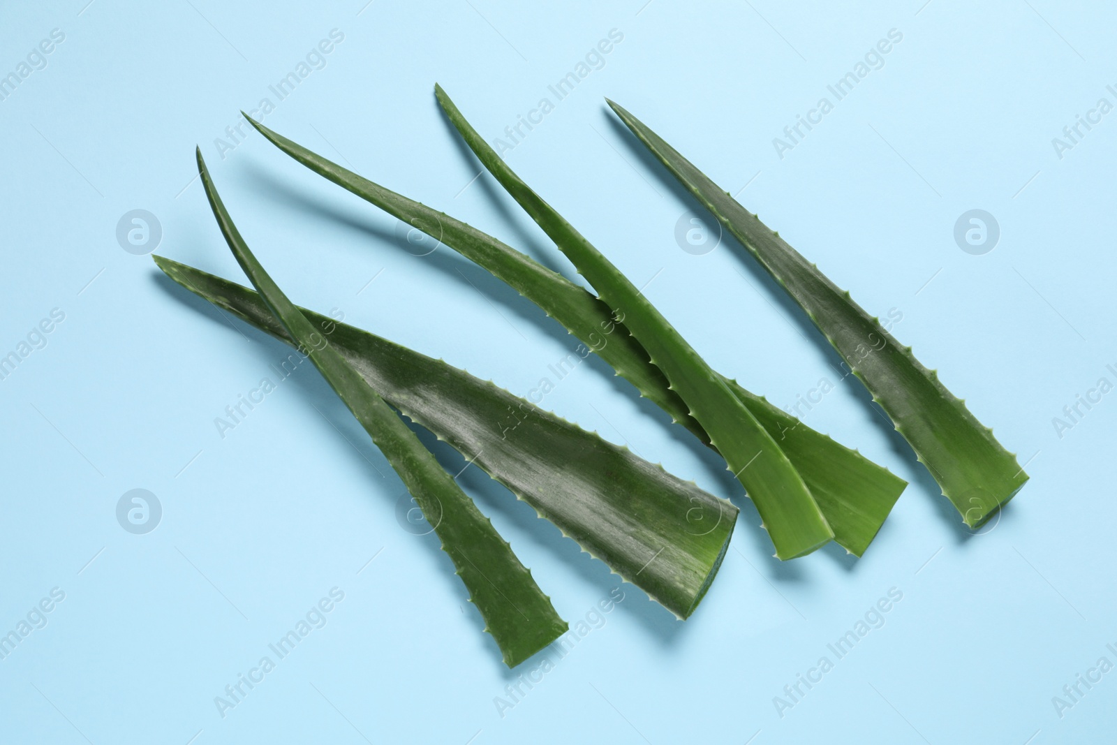 Photo of Fresh aloe vera leaves on light blue background, flat lay