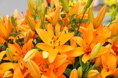 Photo of Beautiful lily plant with orange flowers as background, closeup