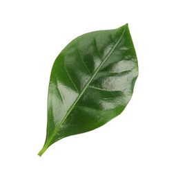 Photo of Leaf of coffee plant isolated on white