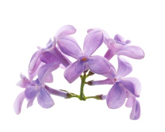 Photo of Branch with lilac flowers on white background